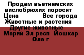 Продам въетнамских вислобрюхих поросят › Цена ­ 2 500 - Все города Животные и растения » Другие животные   . Марий Эл респ.,Йошкар-Ола г.